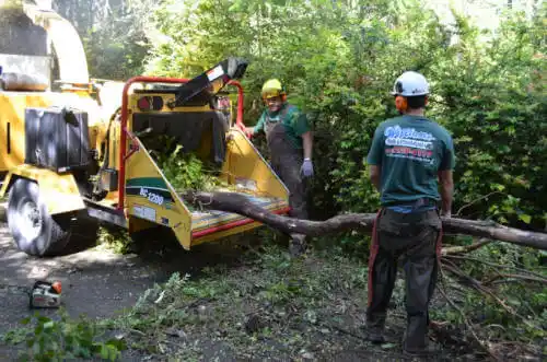 tree services Auberry